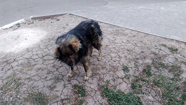 Собаки на голой мостовой