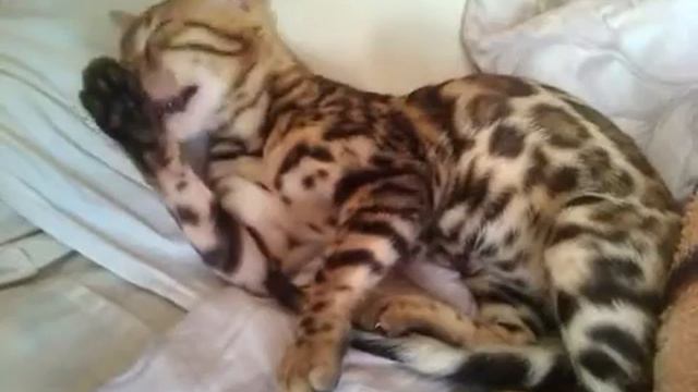 Бенгальские коты