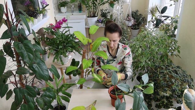 Черенкование комнатных растений, потерявших декоративный вид за зиму. Новинки марта!