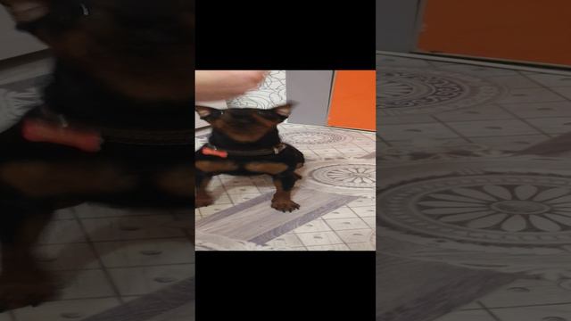 VID_20240326_220552.mp4