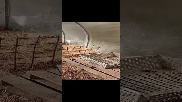 Всё об индоутках.Готовим поликарбонатную теплицу к зиме.