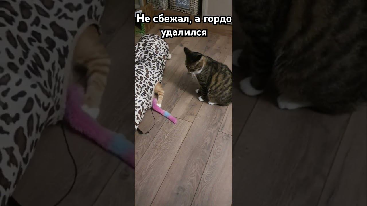Битва не за тоннель, а за символ власти  #котик #cat #Милота #Тиша #Боня #kitten  #catlover