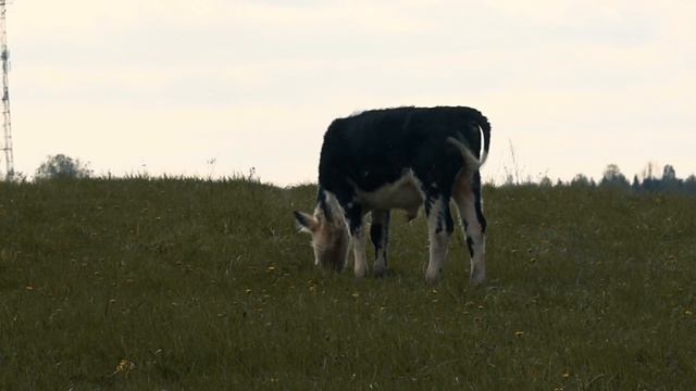 Около тридцати коров и телят из Кубинки обрели новый дом в Рузском округе