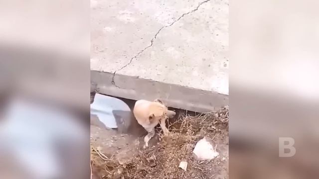 Эти Животные попали в Беду и были вынуждены просить Людей о Помощи