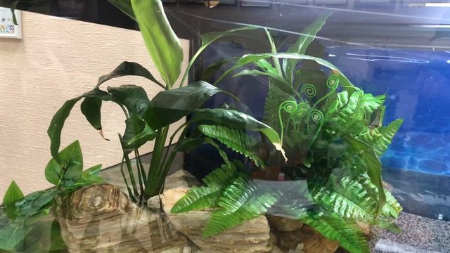 Черепашка в шоке