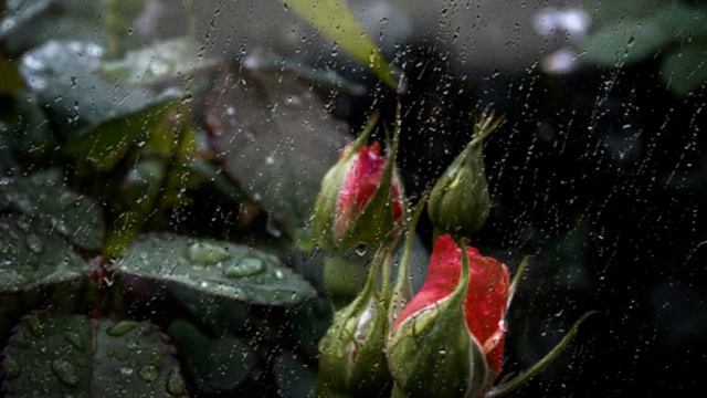 ЛЮБОВЬ ЦЫГАНКИ.  слова АЛЕКСАНДР ШАНДР.музыка и исполнение МАРАТ КАДЫРМЕТОВ.