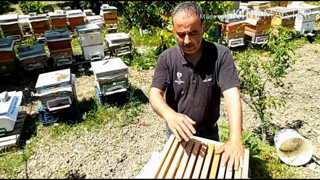 Housel yöntemi ile petek yerleştirme. (Arıcılık öğreniyorum) arıcılık videolar
