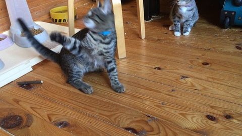 Котенок по имени Перчик в поисках любящей семьи ❤️
