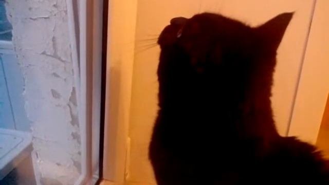 Кот говорит на птичьем языке