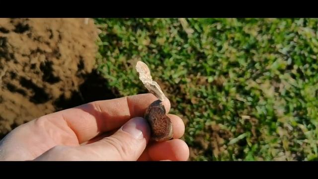 Прогулка с металлоискателем. Не далеко от города Петропавловск-Камчатский. Посёлок Нагорный.