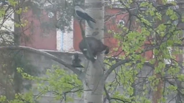 Кот и вороны.wmv