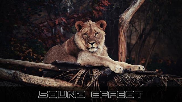 Wildlife | Lion Growls 8 | No Copyright Lion Sound Effects