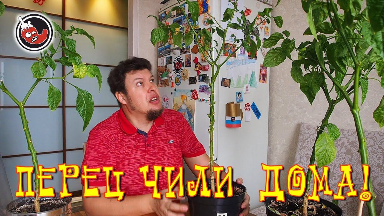 Как перезимовали мои перцы чили