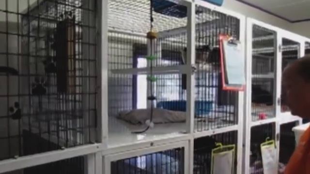 GAK PERLU KE DOKTER HEWAN!! | CARA ALAMI MENGOBATI SCABIES PADA KUCING - TIPS MERAWAT KUCING