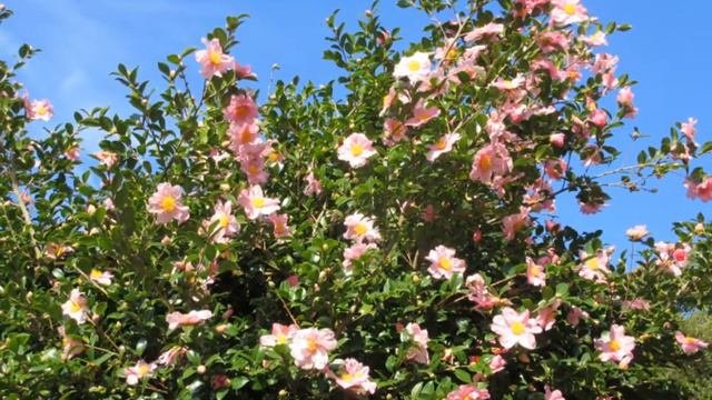 青空に輝く？！Does it shine in the blue sky? !!　山茶花（ さざんか ）Camellia sasanque　季節の花　日本花図鑑　J flower guide