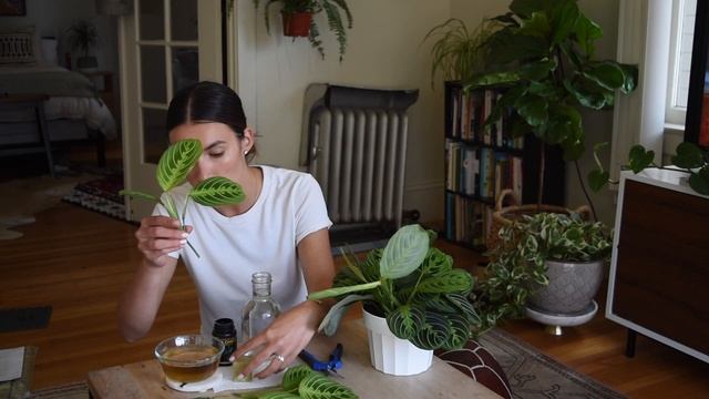 Maranta (Prayer Plant) Propagation