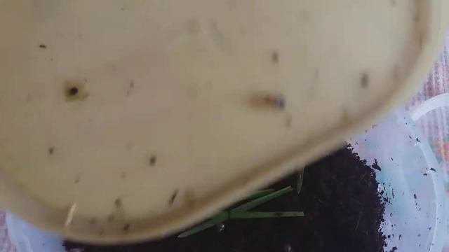 Кладка овумов пропала. Улитята чувствуют себя хорошо