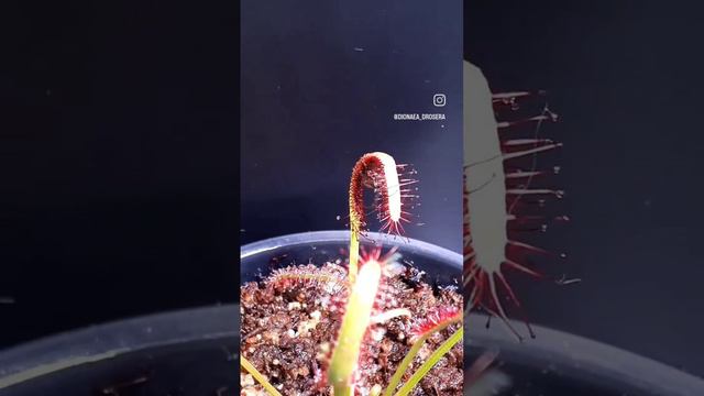 Росянка против паука   
#мухоловка #росянка #drosera #dionaea #dionaeamuscipula #flycatcher #hunter