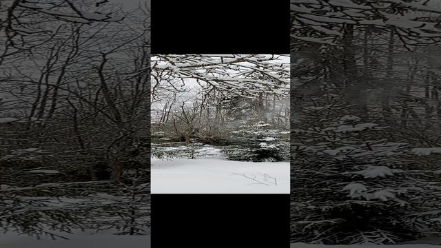 Спил деревьев. 1.