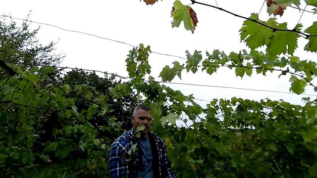 Милдью на поздних сортах винограда.Для начинающих виноградарей.