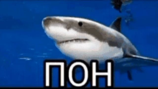 акула пон 🦈🦈🦈🦈🦈🦈🦈🦈🦈🦈