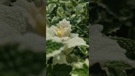 Мята душистая «Variegata» | Оптовый питомник саженцев растений Малиновский