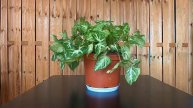 Thirsty Syngonium Timelapse