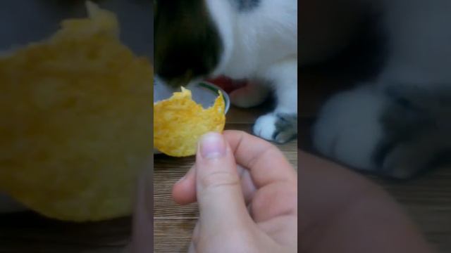 Кот ест чипсы