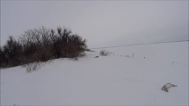 Три зайца вышли на номер!!!(часть1)