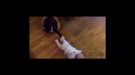 ПРОСТО ОЧЕНЬ СМЕШНЫЕ ЖИВОТНЫЕ! СНИМАТЬ ЛИ МНЕ СВОИХ ЖИВОТНЫХ?