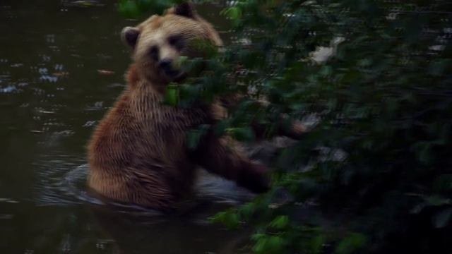 Прекрасная расслабляющая музыка  красивейшее видео чарующего леса   Sunny Mornings