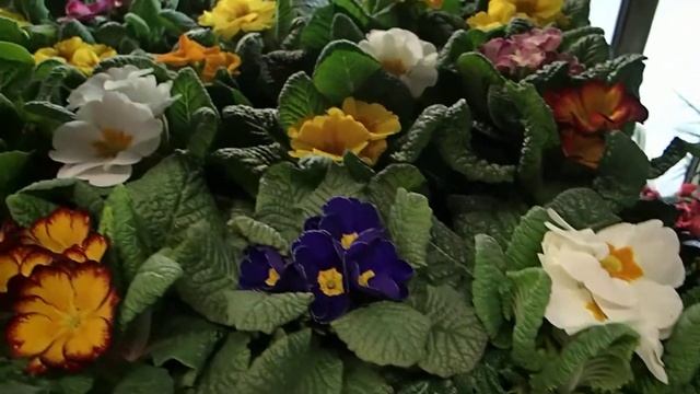 Primula acaulis