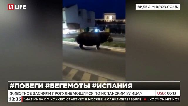 В Испании из цирка сбежал бегемот