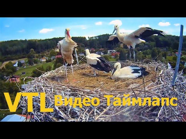 Гнездо Аиста
