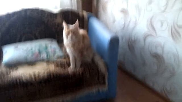 Мой старый кот
