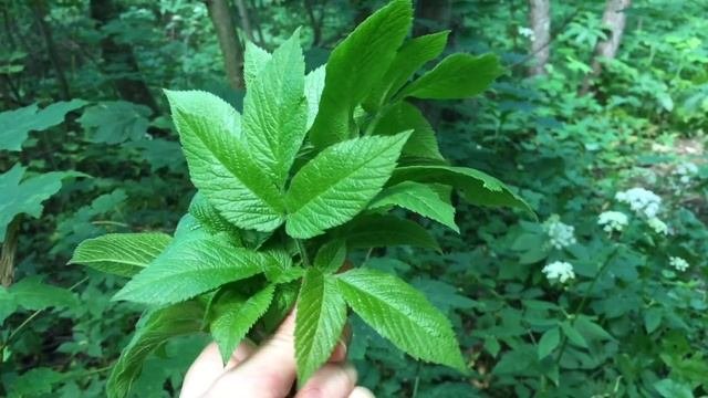 Бутень ароматный - вкусный двойник сныти Бутень запашний Chaerophyllum aromaticum