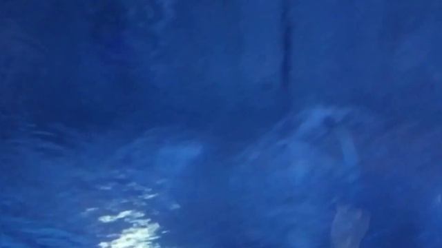 ( Oceanographic )جولة في حوض الأسماك ?.( VALENCIA ) ( aquarium )