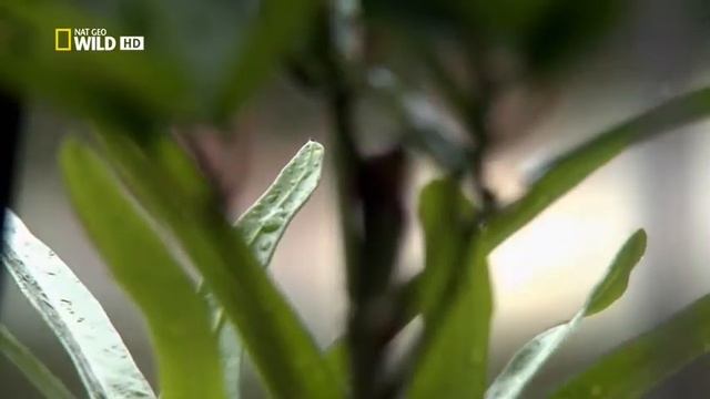 Приручить Дракона. Дружба Человека с Крокодилом. Nat Geo Wild HD