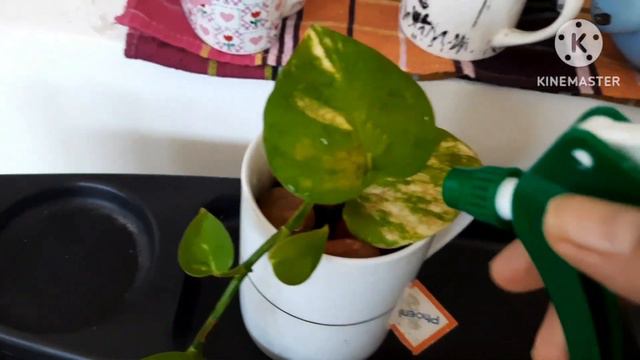 Mugs without drainage || Top 5 Care tips to grow Indoor Plants || Planters