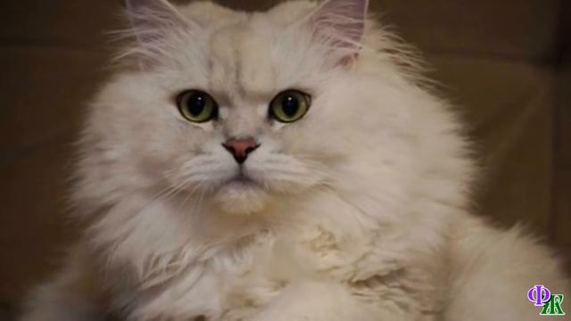 Говорящий КОТ 2 «Свидание у нее, видишь ли! Притащит какого-нибудь, и будет он тут котов объедать!»