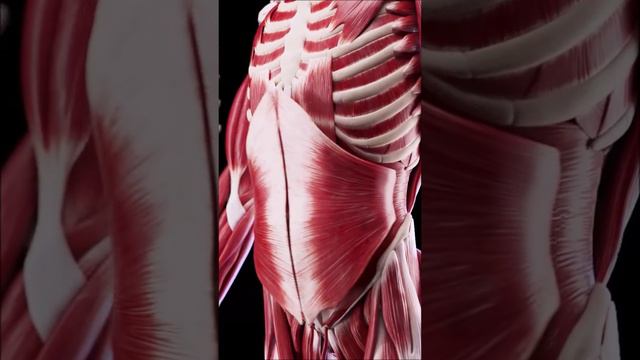 Анатомия брюшных мышц