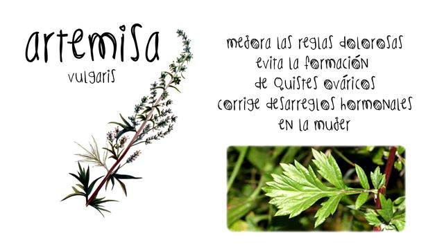 📝 Aprende Qué PROPIEDADES y BENEFICIOS tiene la ARTEMISA VULGARIS 🌼🌿