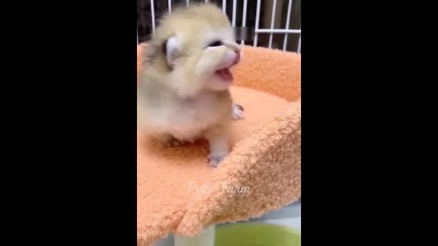 1 Hour Trending Funny Dogs And Cats Videos ? Funniest Cats and Dogs ??
