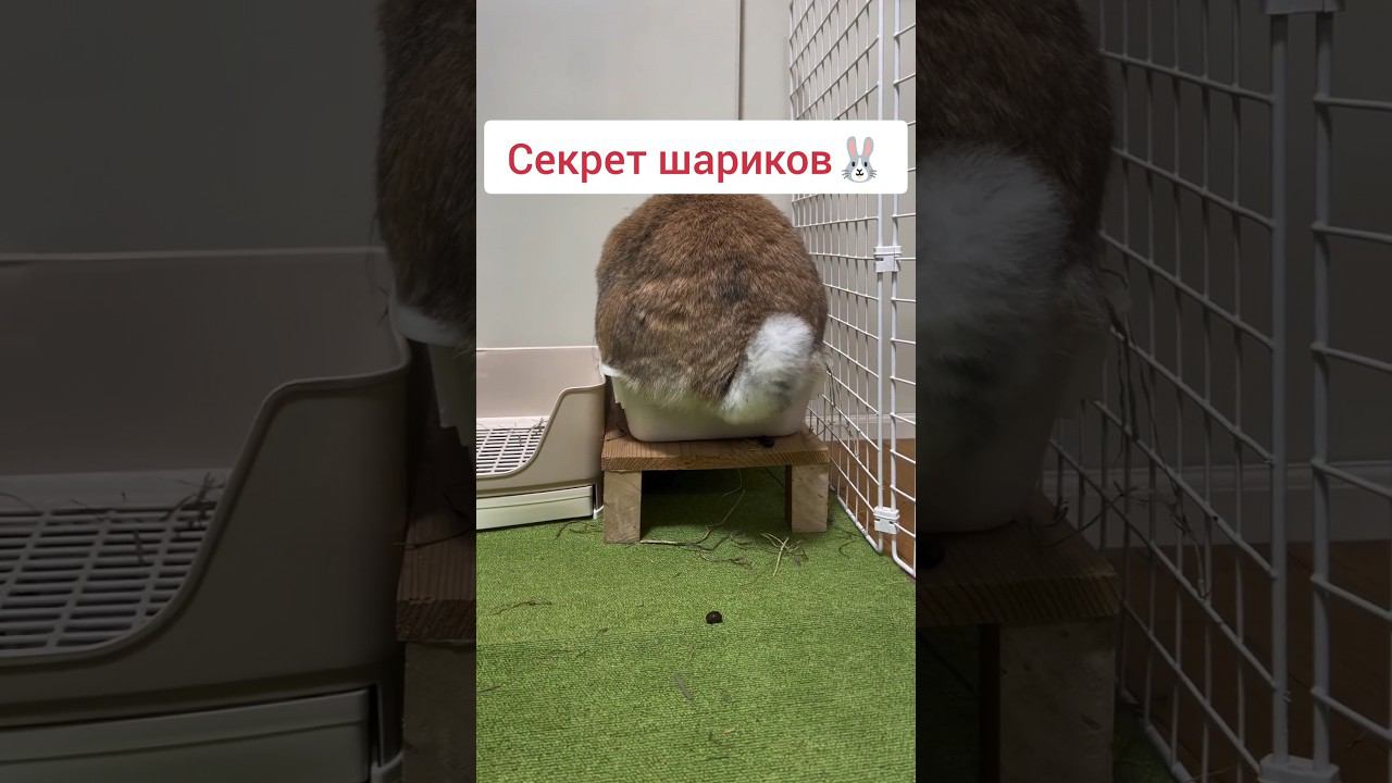 Секрет кролика
