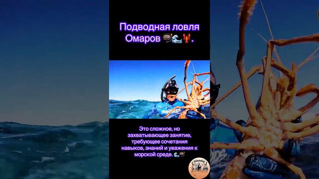 Подводная ловля омаров 🤿— это сложное, но захватывающее занятие, требующее сочетания навыков.
