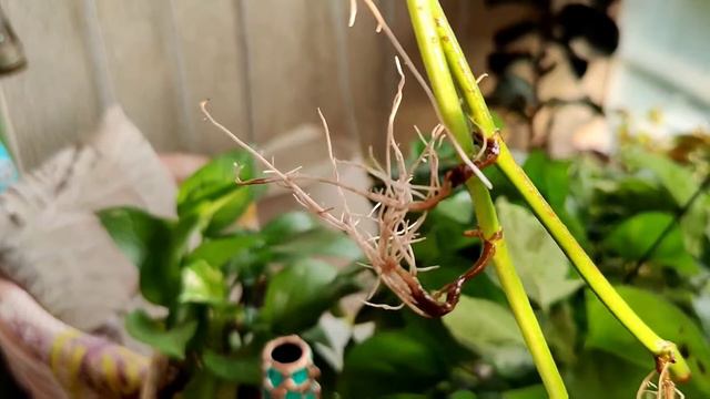 How to grow and care money plants/pothos