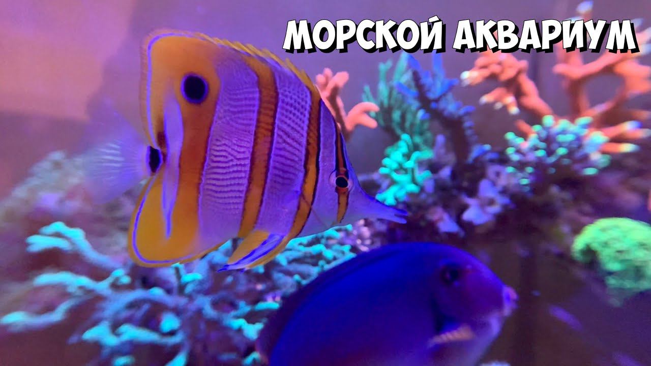 Морской аквариум