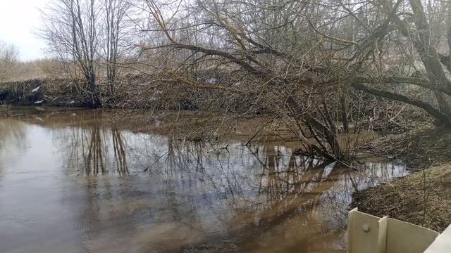 1.04.2024 г., река Вязовня, г.Данков, Липецкая обл.