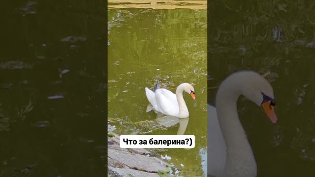 Что за. балерина?)