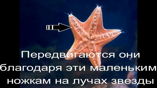 Самые медленные животные